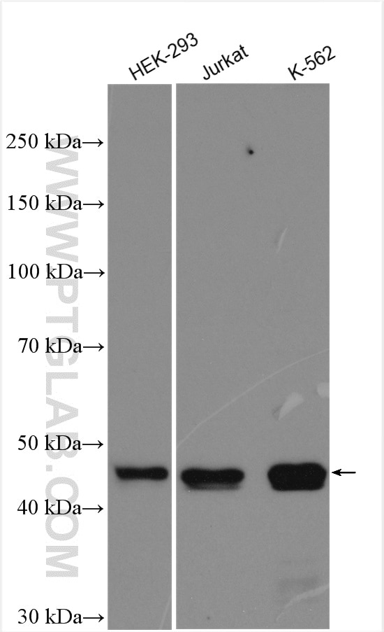 Western Blot (WB) analysis of various lysates using LDB1 Polyclonal antibody (16650-1-AP)
