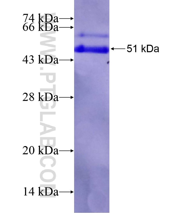 LDB1 fusion protein Ag10082 SDS-PAGE