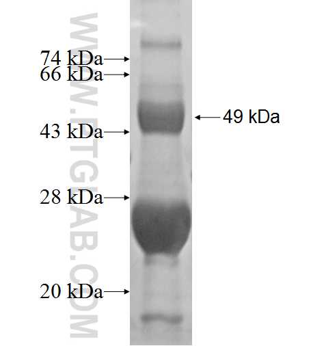 LDB2 fusion protein Ag2460 SDS-PAGE