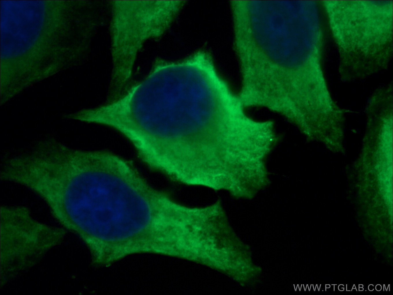 Immunofluorescence (IF) / fluorescent staining of HepG2 cells using LDHA Polyclonal antibody (21799-1-AP)