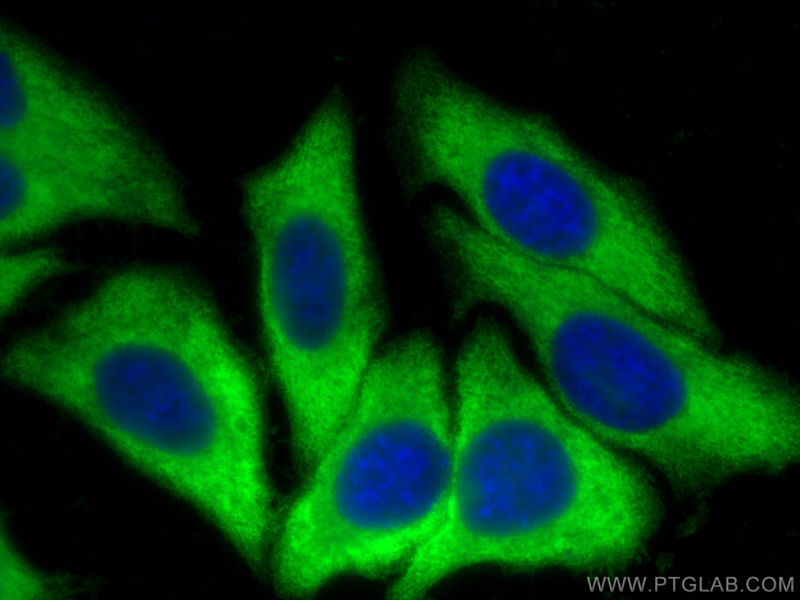 Immunofluorescence (IF) / fluorescent staining of HepG2 cells using LDHA Polyclonal antibody (21799-1-AP)