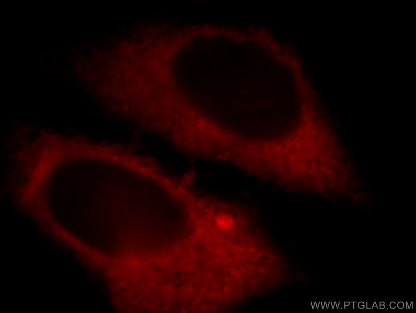 Immunofluorescence (IF) / fluorescent staining of HepG2 cells using LDHA Polyclonal antibody (21799-1-AP)