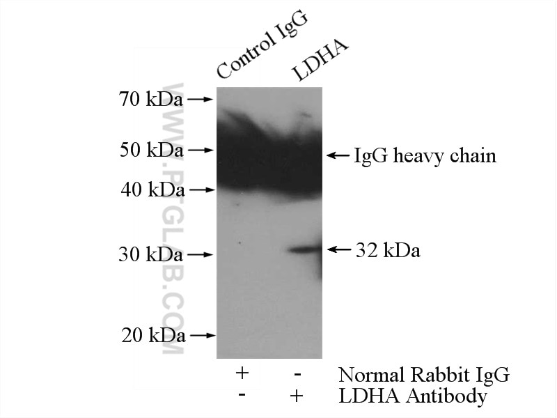 Immunoprecipitation (IP) experiment of HEK-293 cells using LDHA Polyclonal antibody (21799-1-AP)