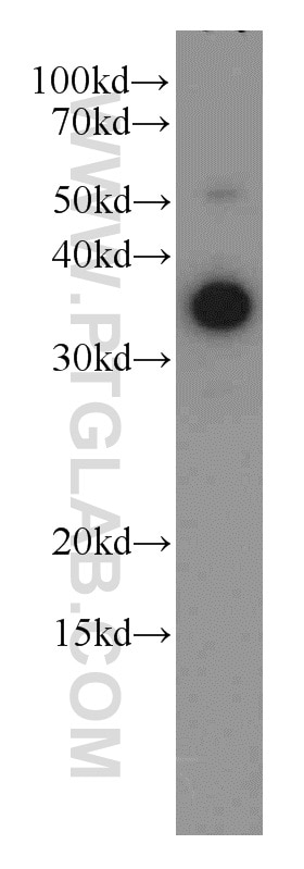 Western Blot (WB) analysis of MCF-7 cells using LDHA Polyclonal antibody (21799-1-AP)