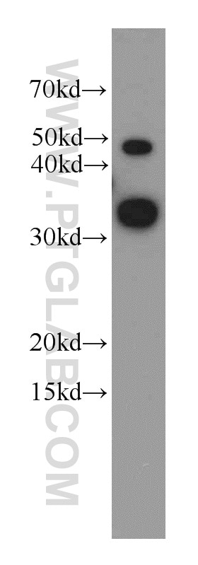 Western Blot (WB) analysis of HEK-293 cells using LDHA Polyclonal antibody (21799-1-AP)