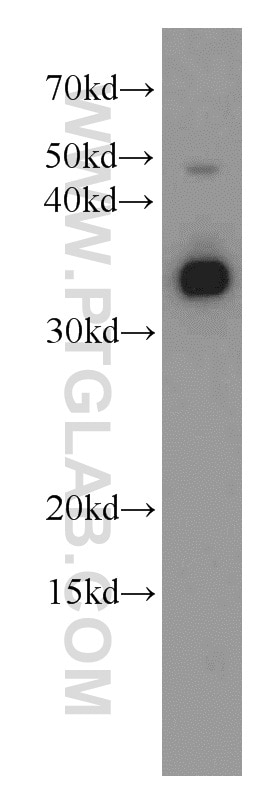 Western Blot (WB) analysis of HepG2 cells using LDHA Polyclonal antibody (21799-1-AP)