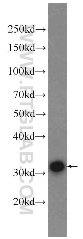 Western Blot (WB) analysis of NIH/3T3 cells using LDHA Polyclonal antibody (21799-1-AP)