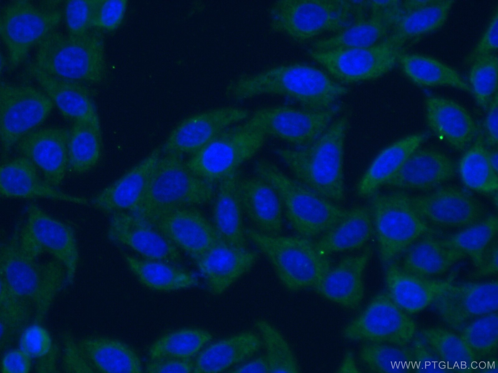 Immunofluorescence (IF) / fluorescent staining of HepG2 cells using LDHA Monoclonal antibody (66287-1-Ig)