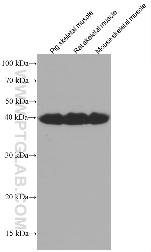 Western Blot (WB) analysis of various lysates using LDHA Monoclonal antibody (66287-1-Ig)