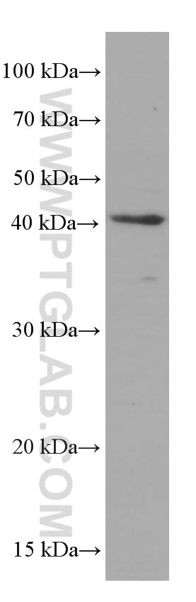 Western Blot (WB) analysis of A431 cells using LDHA Monoclonal antibody (66287-1-Ig)