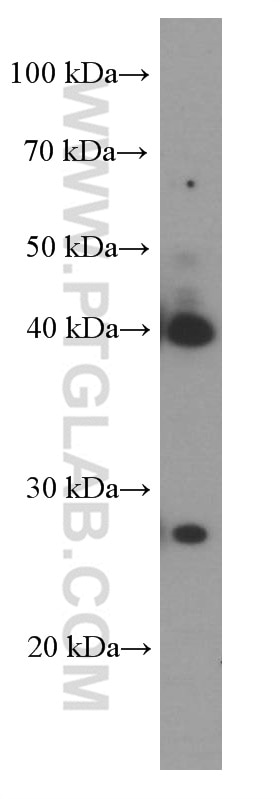 Western Blot (WB) analysis of pig liver tissue using LDHA Monoclonal antibody (66287-1-Ig)