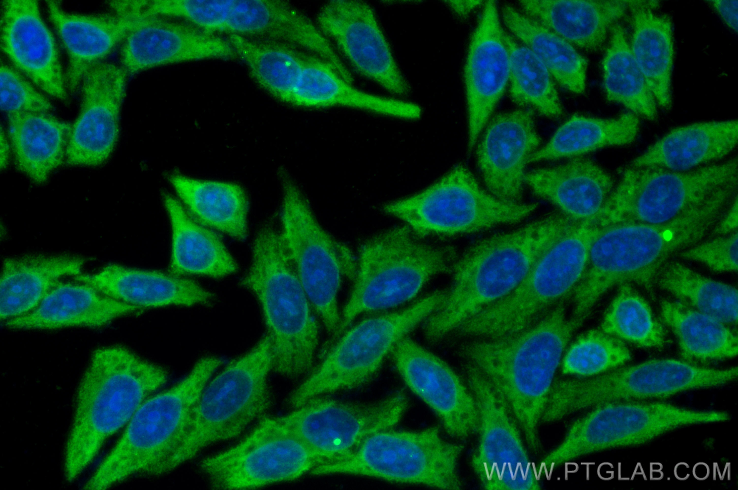 Immunofluorescence (IF) / fluorescent staining of HepG2 cells using CoraLite® Plus 488-conjugated LDHA Polyclonal anti (CL488-21799)