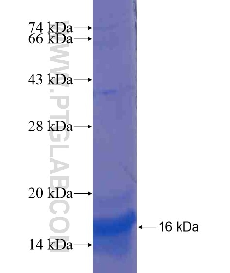 LDHA fusion protein Ag21417 SDS-PAGE