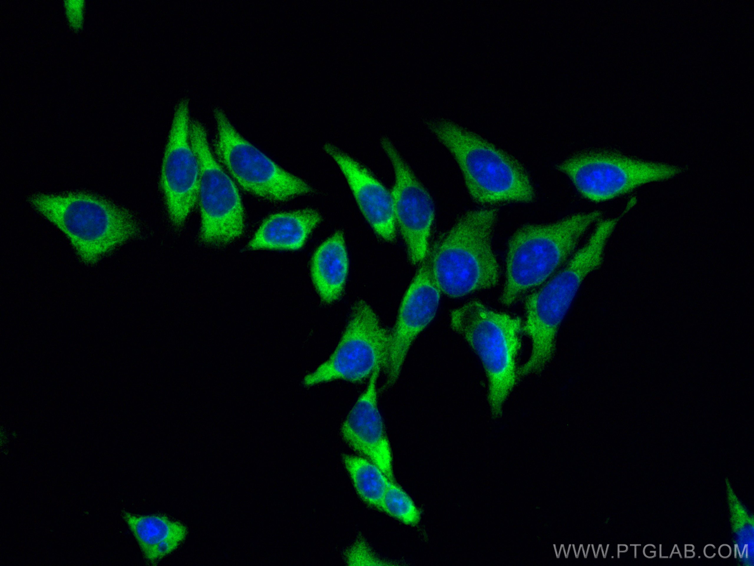 Immunofluorescence (IF) / fluorescent staining of HepG2 cells using LDHA-Specific Polyclonal antibody (19987-1-AP)