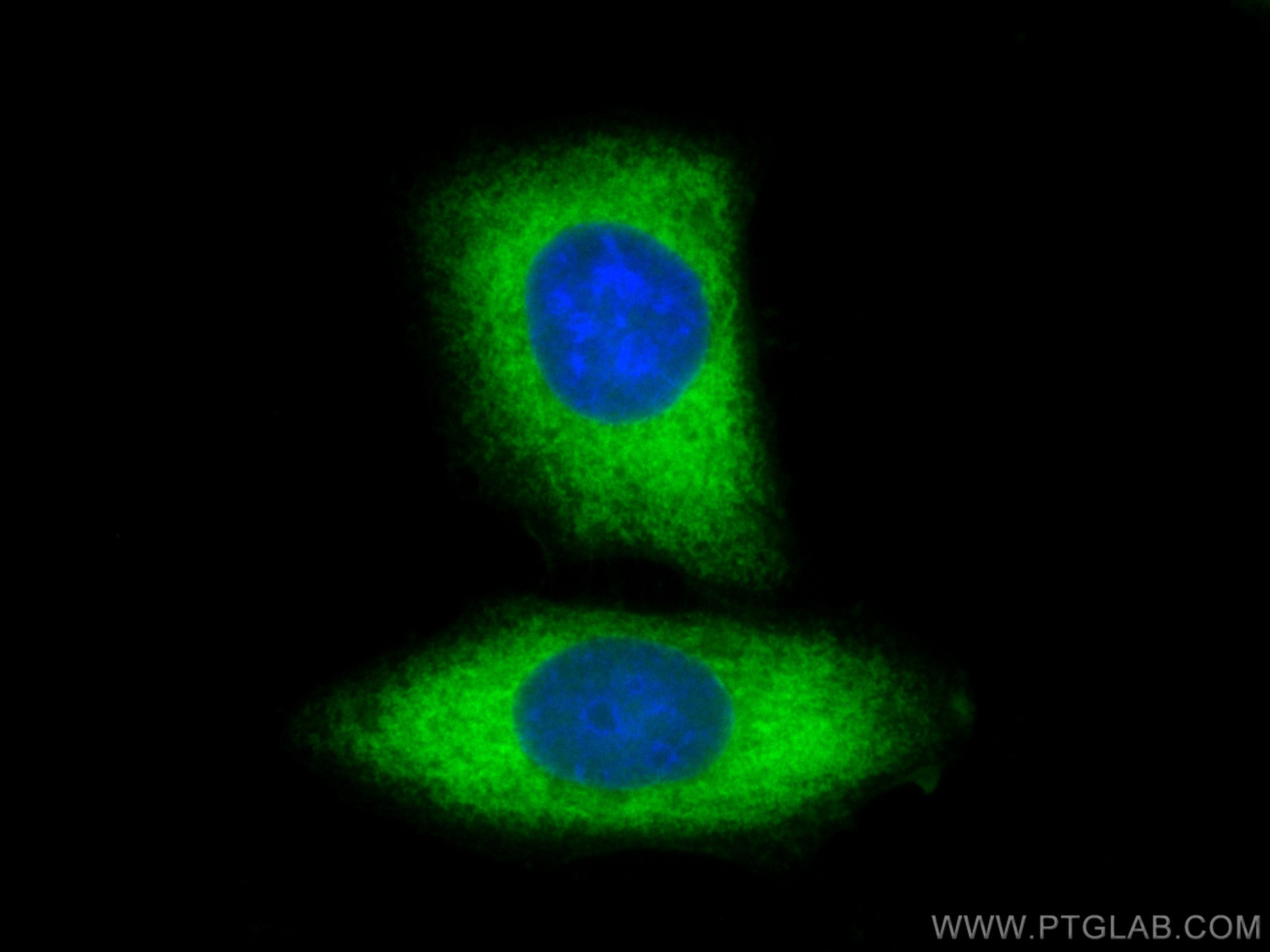 Immunofluorescence (IF) / fluorescent staining of HepG2 cells using LDHA-Specific Polyclonal antibody (19987-1-AP)