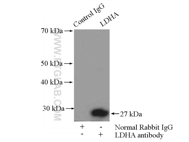 Immunoprecipitation (IP) experiment of mouse kidney tissue using LDHA-Specific Polyclonal antibody (19987-1-AP)