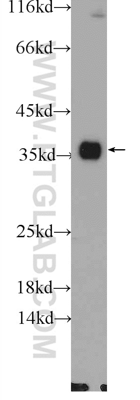 Western Blot (WB) analysis of mouse testis tissue using LDHA-Specific Polyclonal antibody (19987-1-AP)