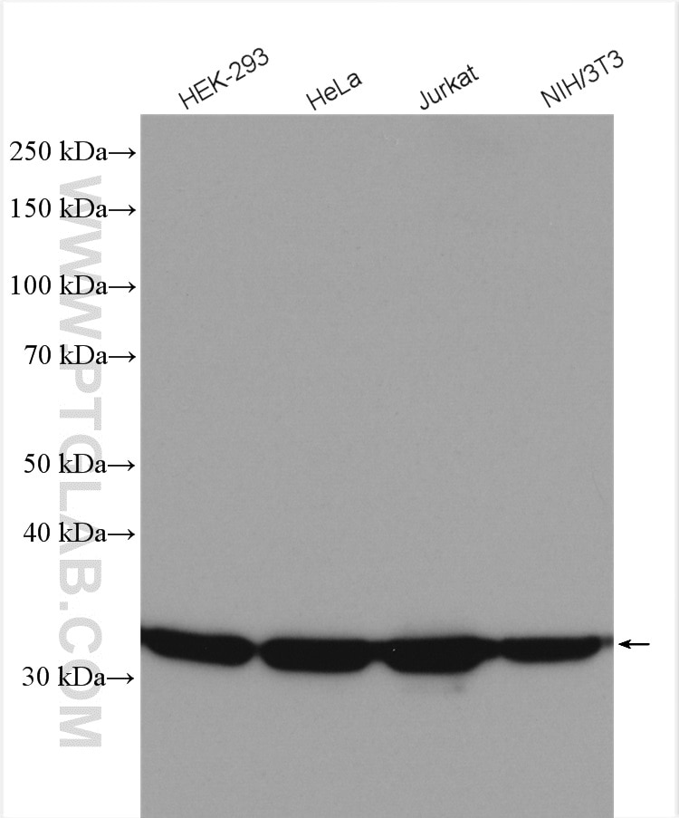 Western Blot (WB) analysis of various lysates using LDHA-Specific Polyclonal antibody (19987-1-AP)