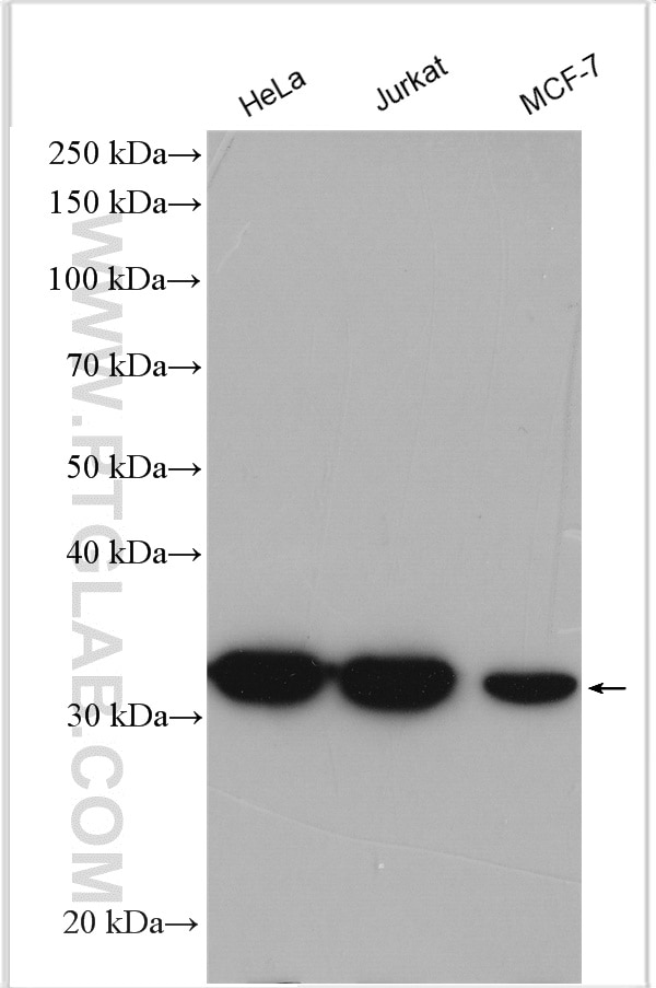 Western Blot (WB) analysis of various lysates using LDHA-Specific Polyclonal antibody (19987-1-AP)