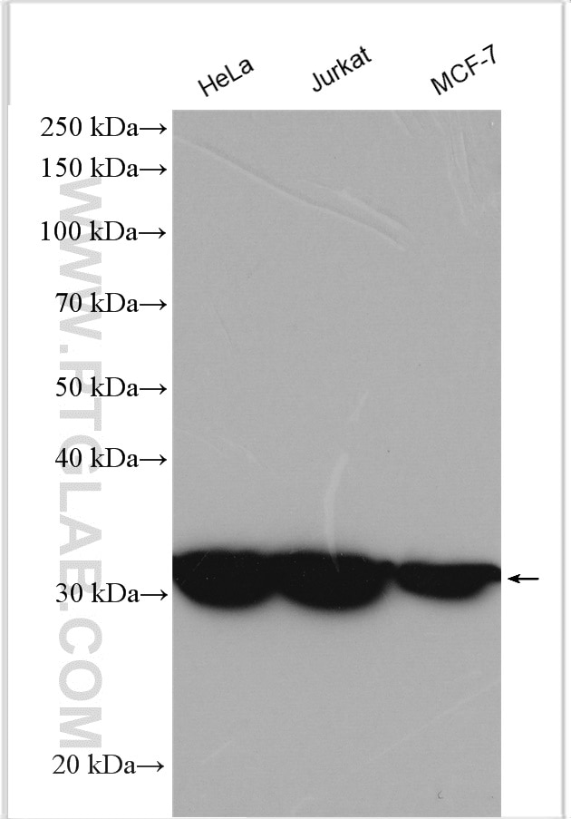 Western Blot (WB) analysis of various lysates using LDHA-Specific Polyclonal antibody (19987-1-AP)