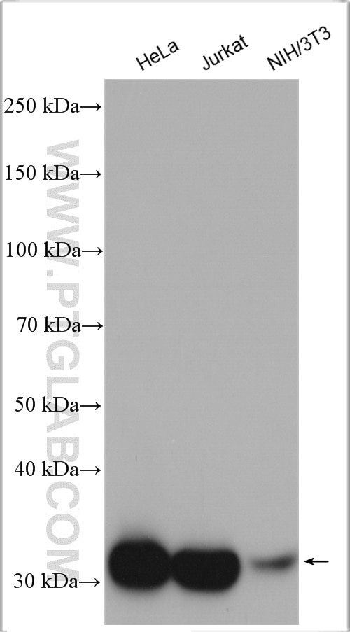 Western Blot (WB) analysis of various lysates using LDHA-Specific Polyclonal antibody (19987-1-AP)