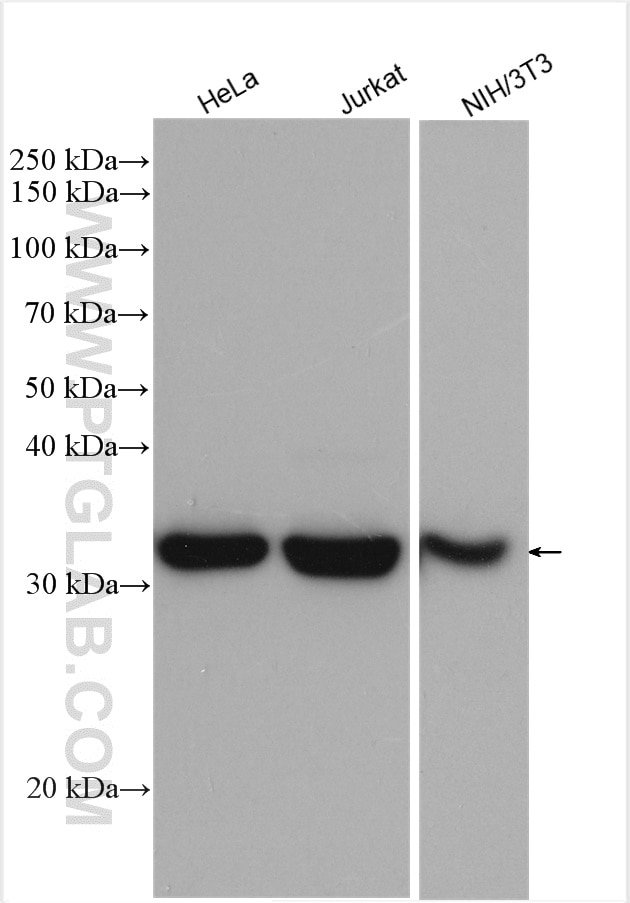 Western Blot (WB) analysis of HeLa cells using LDHA-Specific Polyclonal antibody (19987-1-AP)