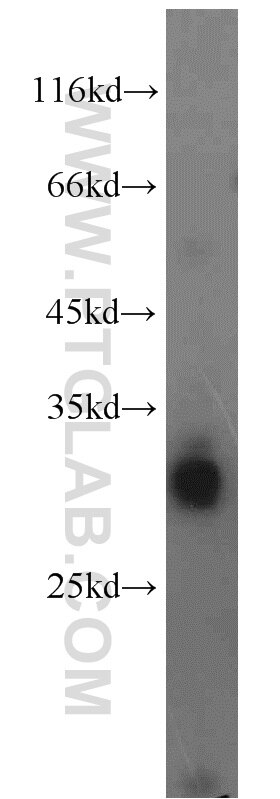 Western Blot (WB) analysis of mouse liver tissue using LDHAL6A Polyclonal antibody (16221-1-AP)