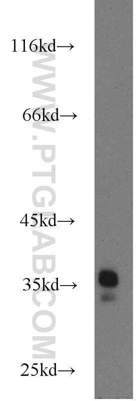 Western Blot (WB) analysis of mouse testis tissue using LDHAL6A Polyclonal antibody (16221-1-AP)