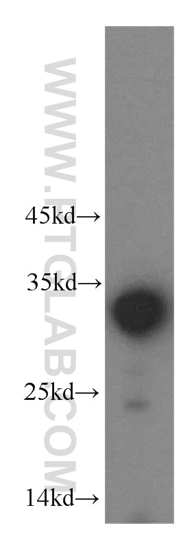 Western Blot (WB) analysis of human brain tissue using LDHAL6A Polyclonal antibody (16221-1-AP)