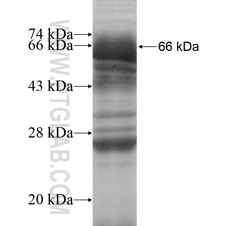 LDHAL6B fusion protein Ag10886 SDS-PAGE