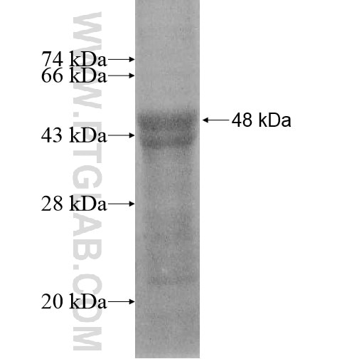 LDHAL6B fusion protein Ag11112 SDS-PAGE