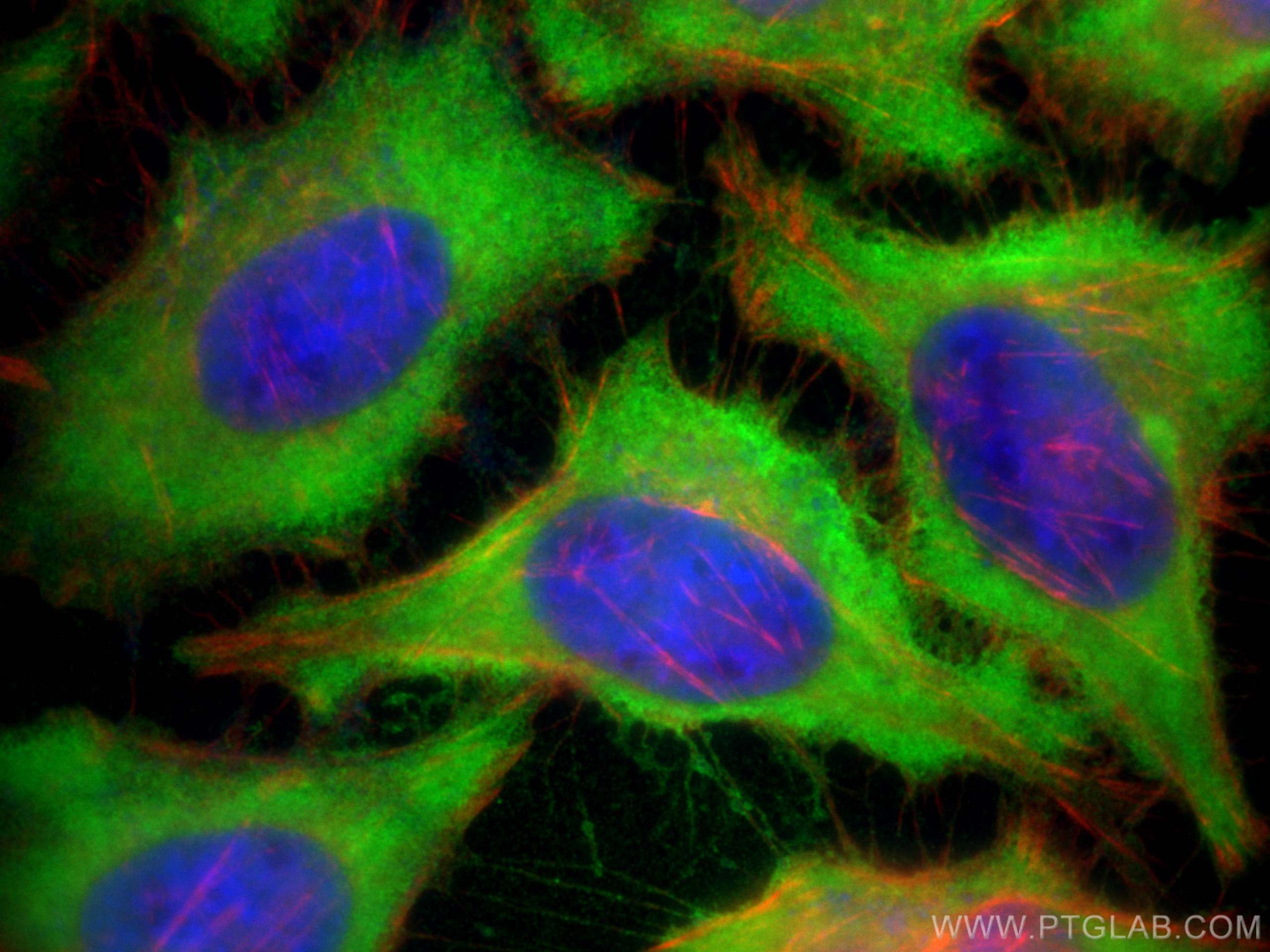 Immunofluorescence (IF) / fluorescent staining of HeLa cells using LDHB Polyclonal antibody (14824-1-AP)