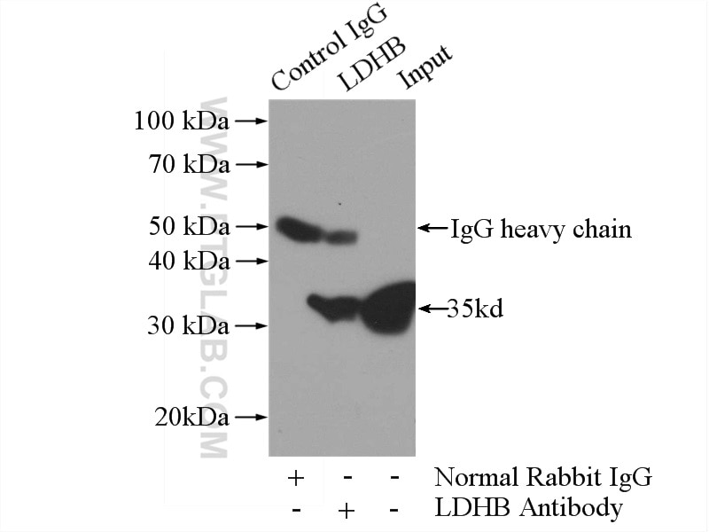 Immunoprecipitation (IP) experiment of mouse brain tissue using LDHB Polyclonal antibody (14824-1-AP)