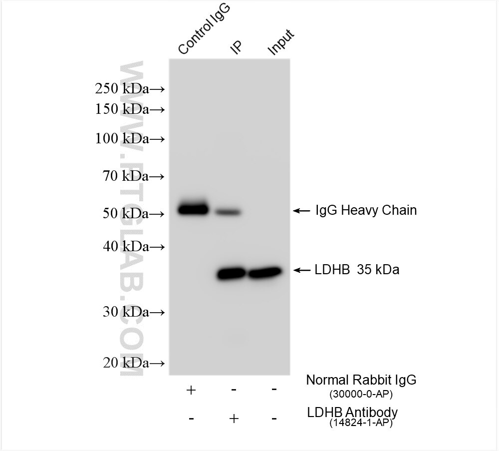 Immunoprecipitation (IP) experiment of mouse brain tissue using LDHB Polyclonal antibody (14824-1-AP)