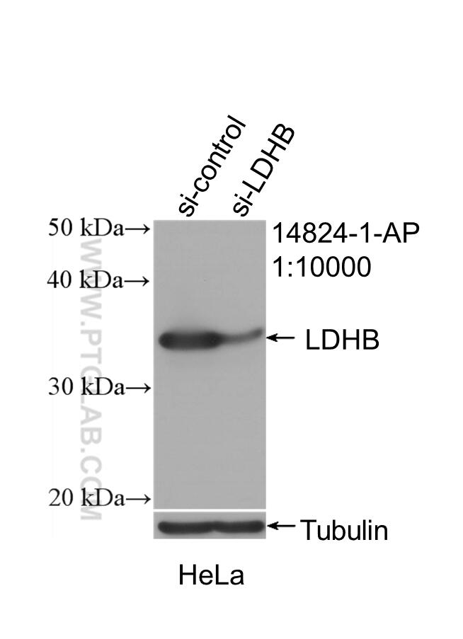 Western Blot (WB) analysis of HeLa cells using LDHB Polyclonal antibody (14824-1-AP)