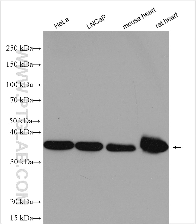Western Blot (WB) analysis of various lysates using LDHB Polyclonal antibody (14824-1-AP)