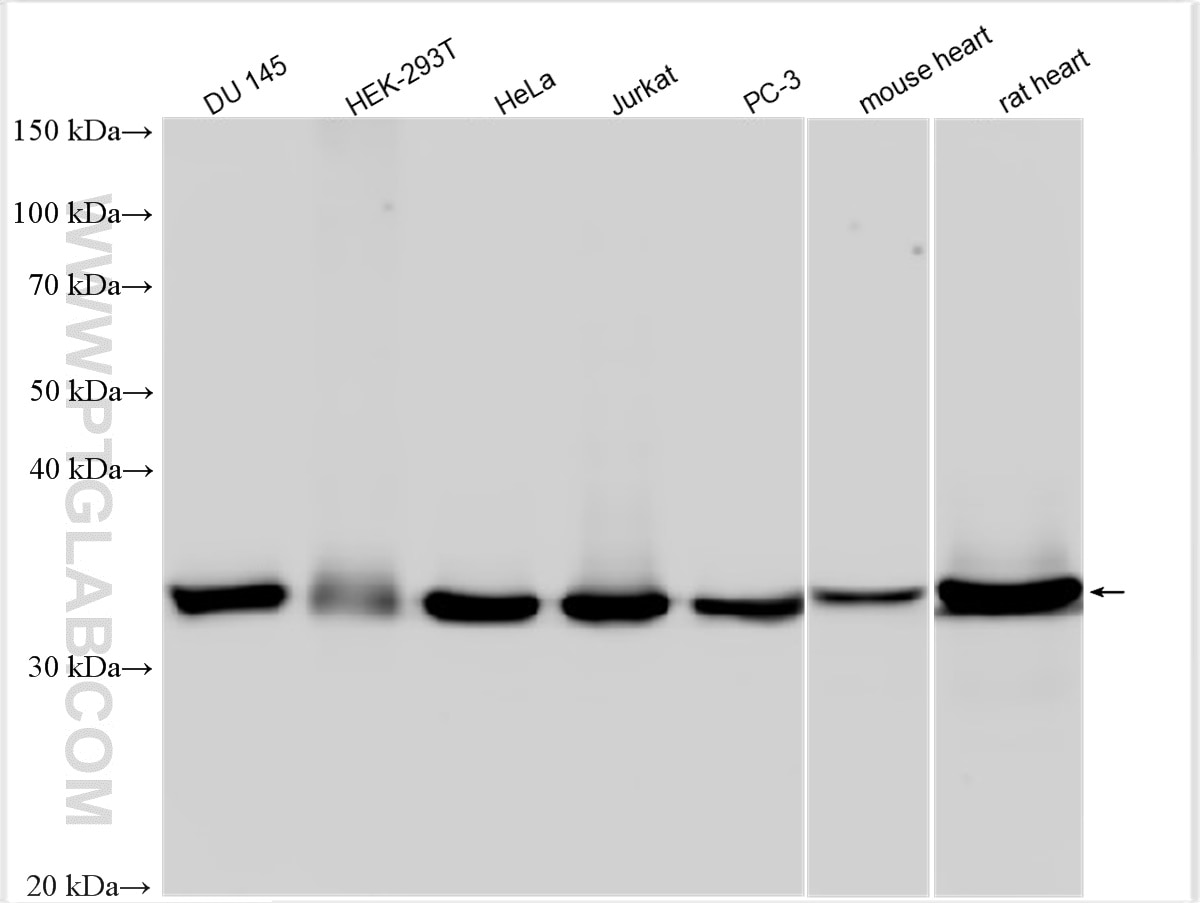 Western Blot (WB) analysis of various lysates using LDHB-Specific Polyclonal antibody (19988-1-AP)