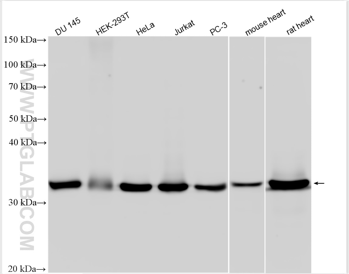 Western Blot (WB) analysis of various lysates using LDHB-Specific Polyclonal antibody (19988-1-AP)