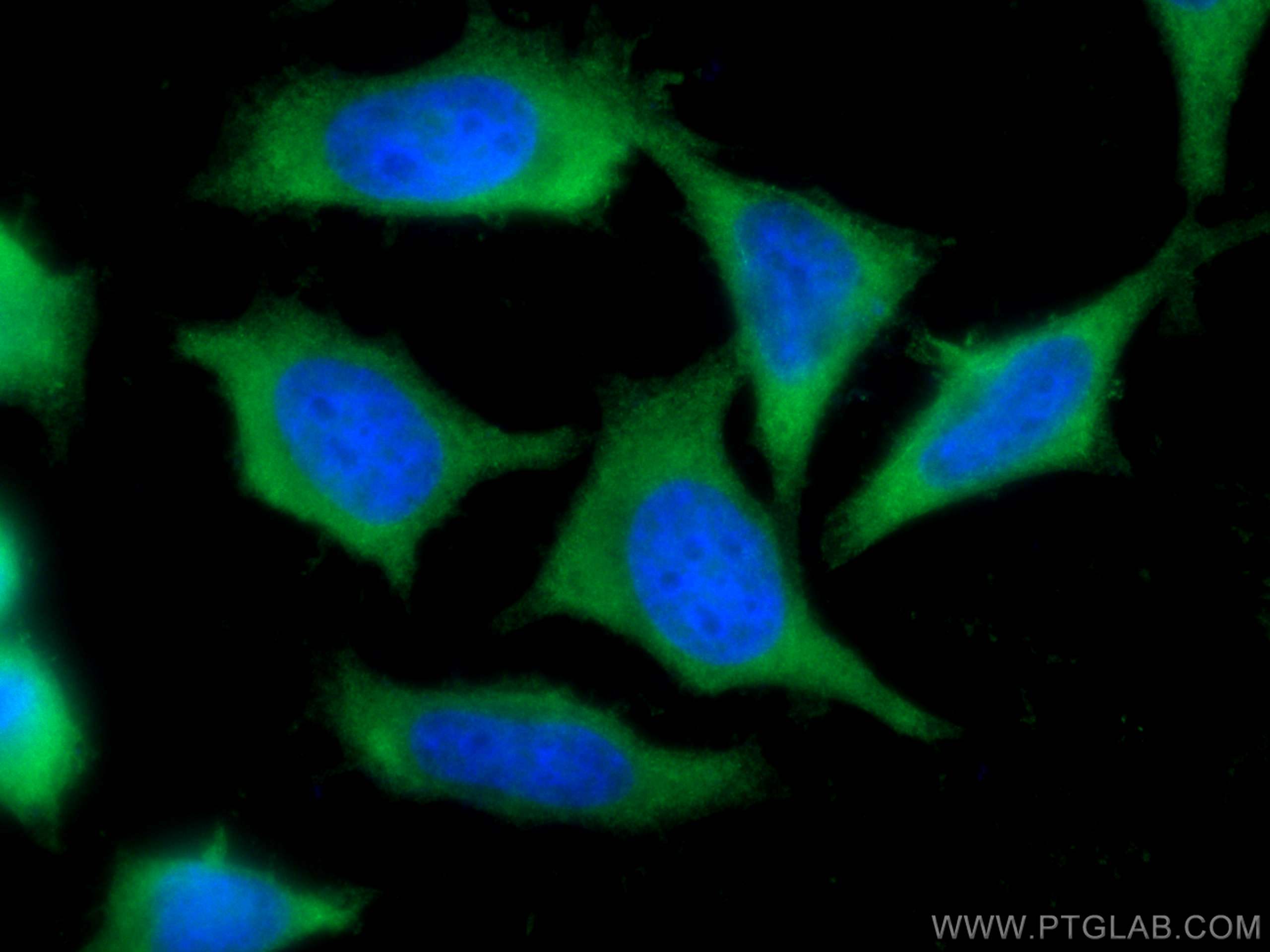 Immunofluorescence (IF) / fluorescent staining of HeLa cells using LDHB Monoclonal antibody (66425-1-Ig)