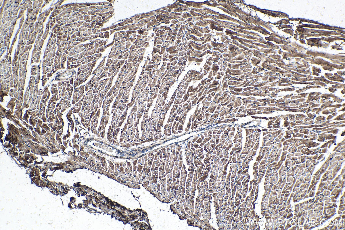 Immunohistochemistry (IHC) staining of mouse heart tissue using LDHB Monoclonal antibody (66425-1-Ig)