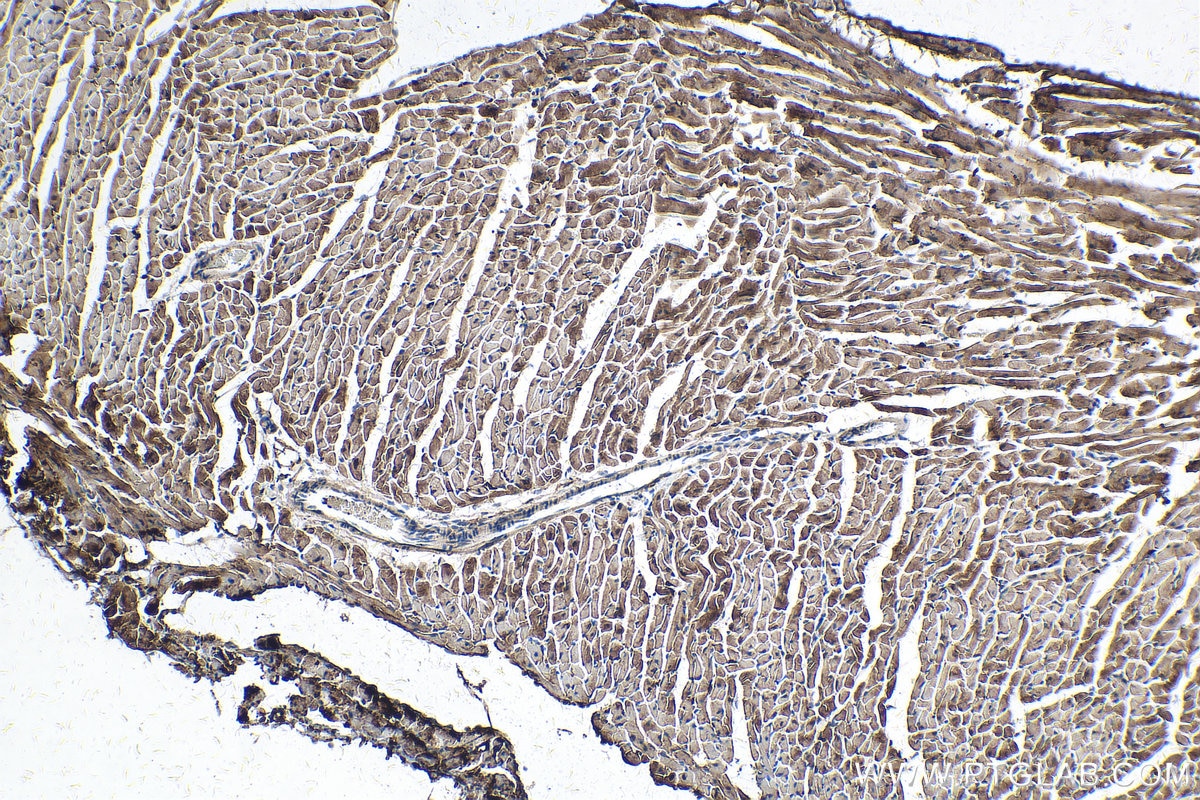 Immunohistochemistry (IHC) staining of mouse heart tissue using LDHB Monoclonal antibody (66425-1-Ig)
