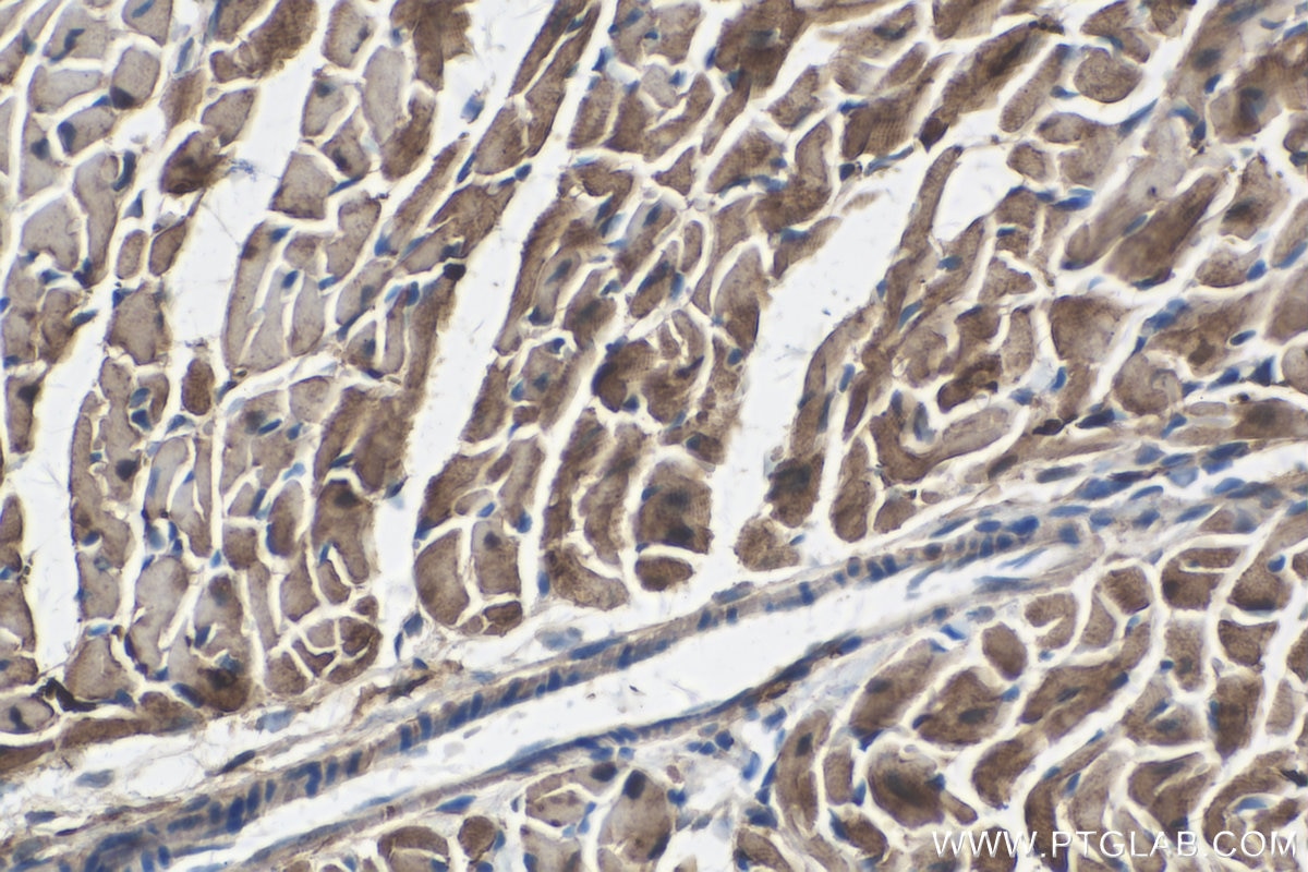 Immunohistochemistry (IHC) staining of mouse heart tissue using LDHB Monoclonal antibody (66425-1-Ig)