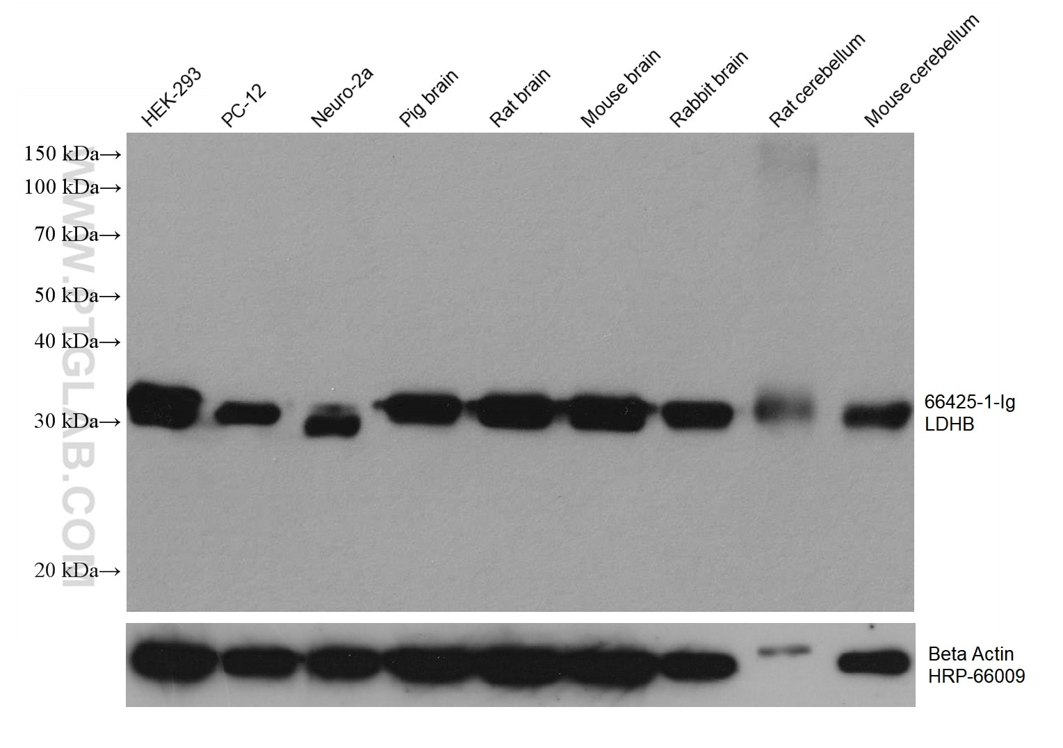 Western Blot (WB) analysis of various lysates using LDHB Monoclonal antibody (66425-1-Ig)