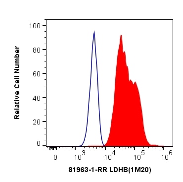 Flow cytometry (FC) experiment of HeLa cells using LDHB Recombinant antibody (81963-1-RR)