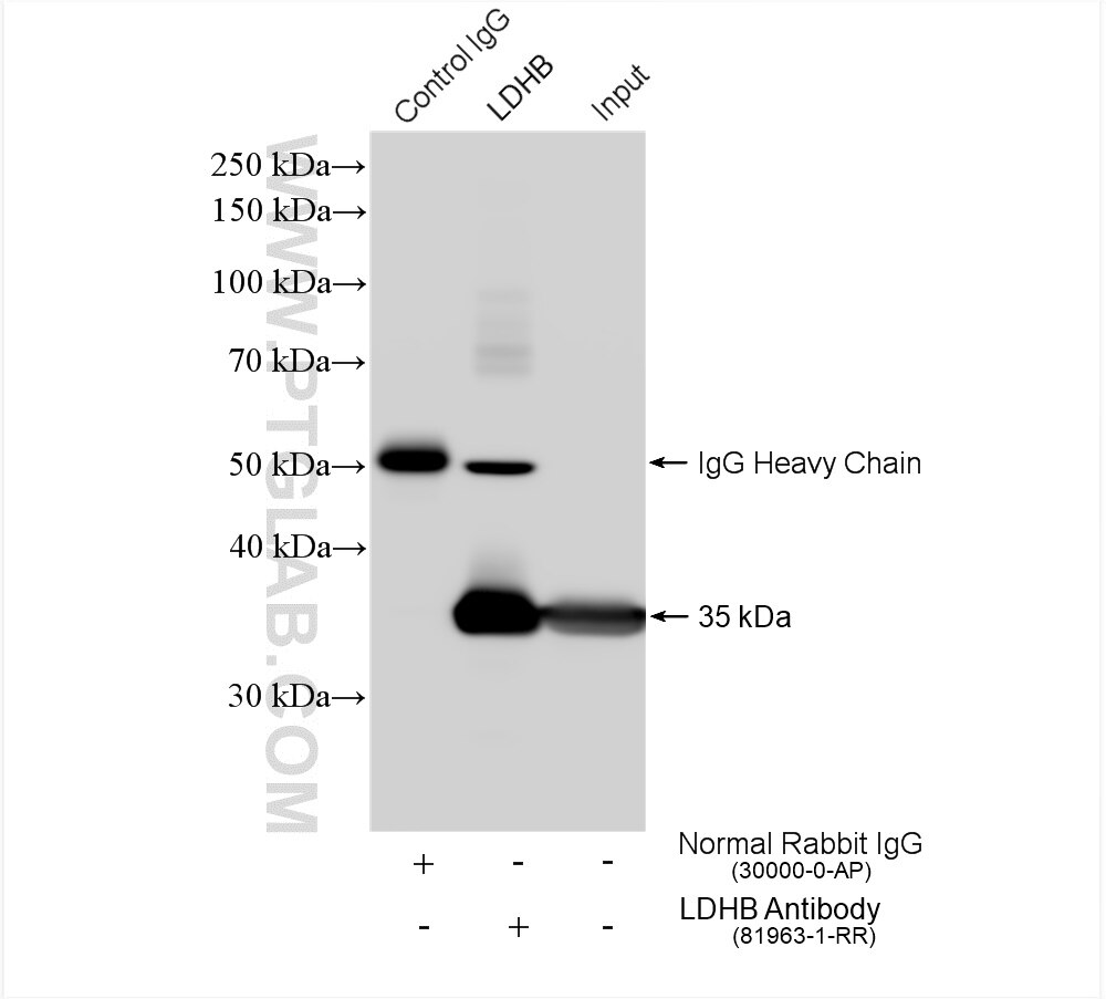 Immunoprecipitation (IP) experiment of HeLa cells using LDHB Recombinant antibody (81963-1-RR)