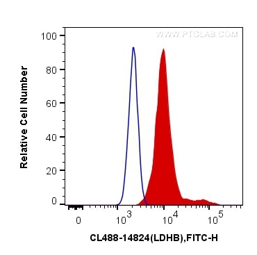 Flow cytometry (FC) experiment of HeLa cells using CoraLite® Plus 488-conjugated LDHB Polyclonal anti (CL488-14824)