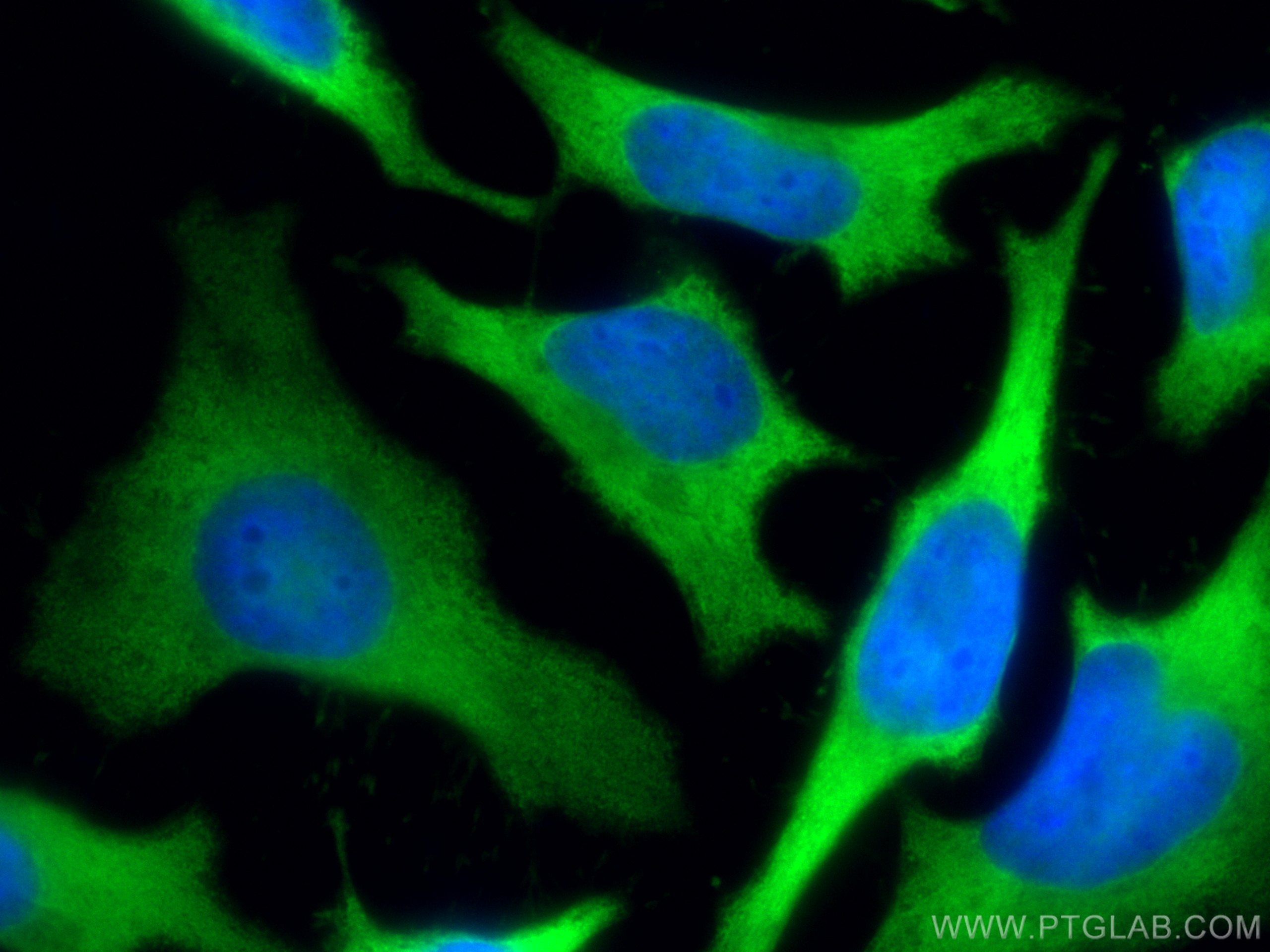 Immunofluorescence (IF) / fluorescent staining of HeLa cells using CoraLite® Plus 488-conjugated LDHB Polyclonal anti (CL488-14824)