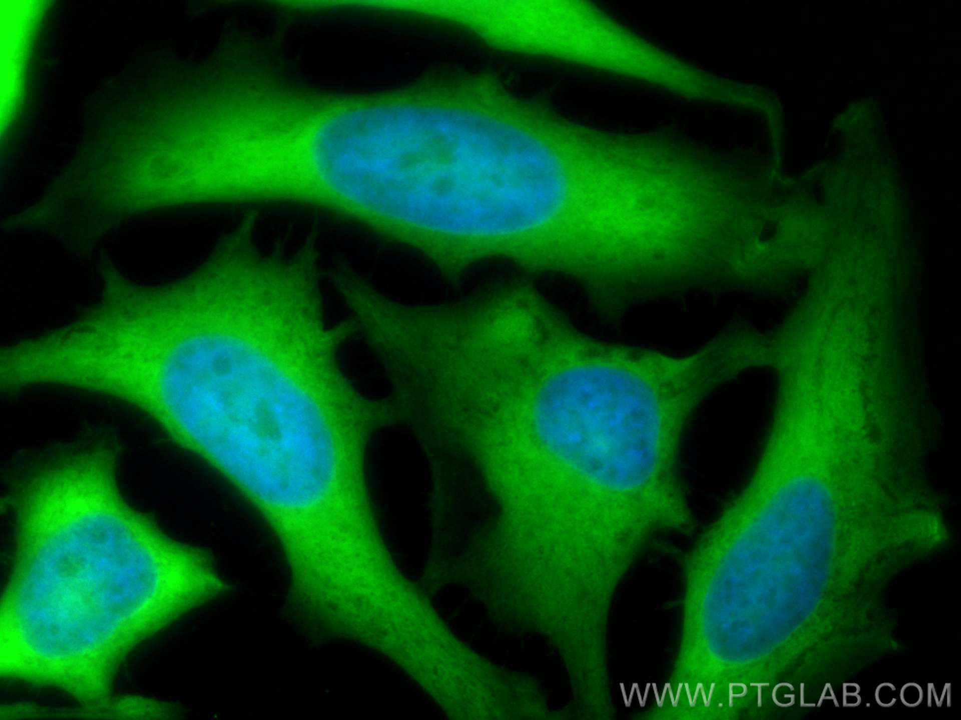Immunofluorescence (IF) / fluorescent staining of HeLa cells using CoraLite® Plus 488-conjugated LDHB Recombinant ant (CL488-81963)