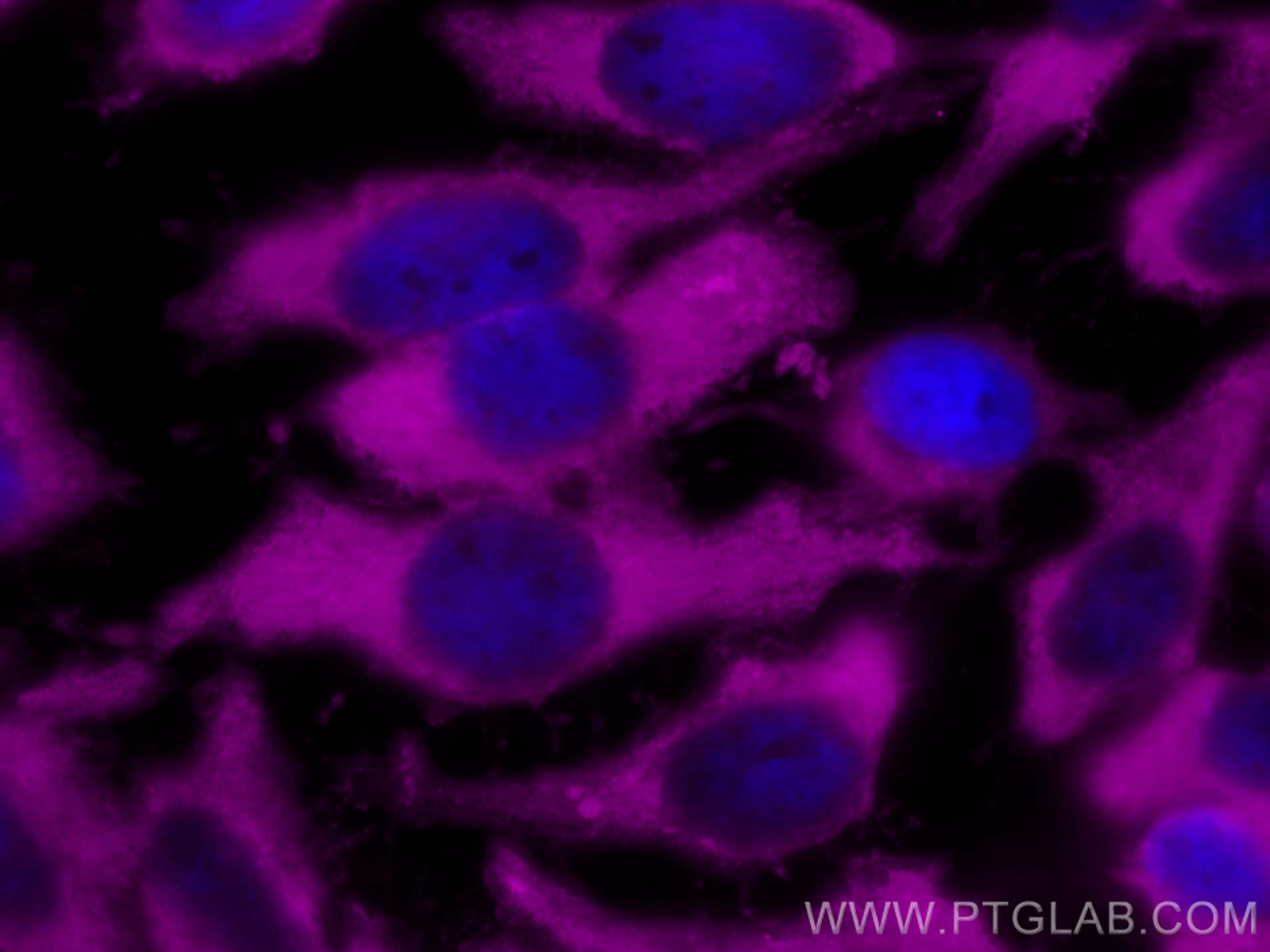 Immunofluorescence (IF) / fluorescent staining of HeLa cells using CoraLite® Plus 647-conjugated LDHB Polyclonal anti (CL647-14824)