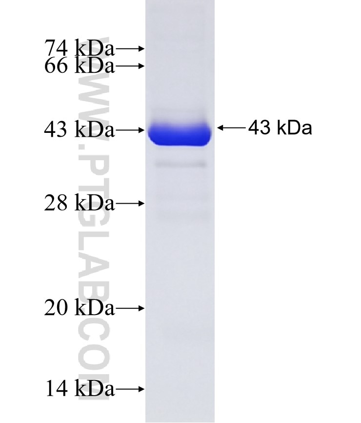 LDHB fusion protein Ag6605 SDS-PAGE